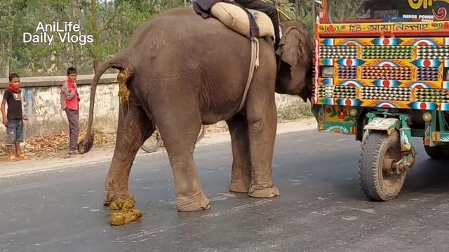 Elephant Video Funny | Bangladeshi Elephant Poop | Watch How Elephant Defecate On Bangladesh Street смотреть онлайн