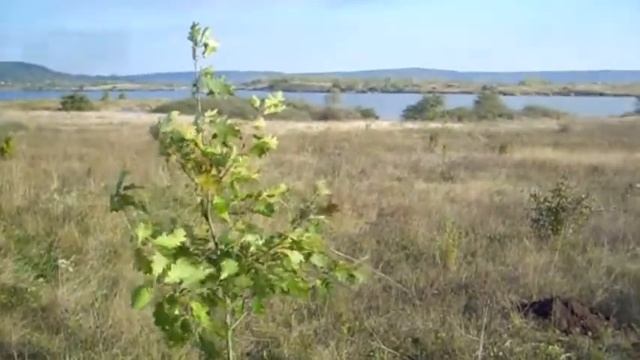 Три Дуба. Ляпкало сажали деревья. Отец сын внук смотреть онлайн