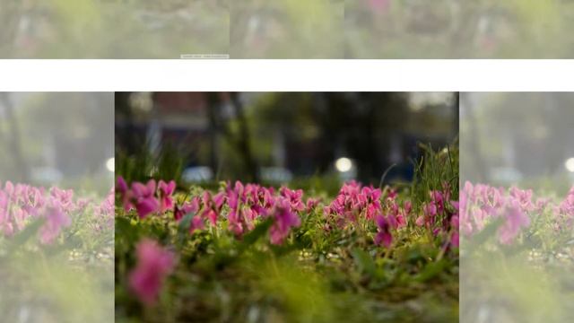 Глубокое прощение своих родителей, медитация смотреть онлайн