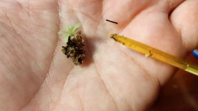 Упаковка маленькой Жирянки для отправки по почте. Pinguicula Agnata.