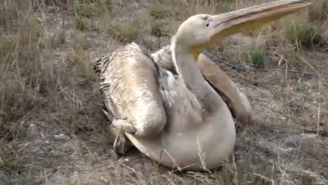 Спасенный розовый пеликан смотреть онлайн