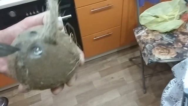 VLOG Как открыть кокос дома? смотреть онлайн