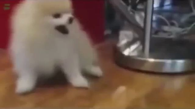 картинки приколы смешные, авто прикол видео, лента приколов, бесплатно смотреть приколы 2013 смотреть онлайн