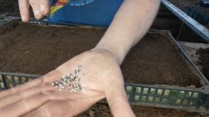 САМЫЙ ЛЕГКИЙ СПОСОБ ПОСЕВА БАРХАТЦЕВ!