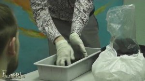 Пересадка венериной мухоловки