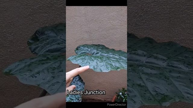 How to care and cultivate alocasia 'yucatan princess' in hindi // plants // elephant ear plant смотреть онлайн