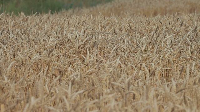 Уборочная кампания.