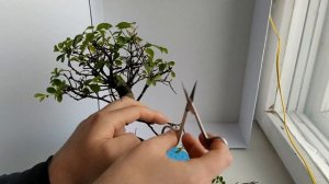 КАК ПРИВЕСТИ БОНСАЙ В ПОРЯДОК? | ВОССТАНАВЛИВАЕМ ВЯЗ КИТАЙСКИЙ