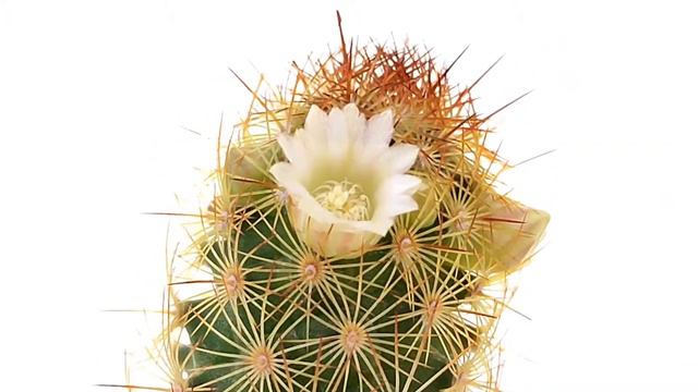 Mammillaria elongata смотреть онлайн