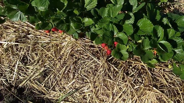 Клубника Альбион смотреть онлайн