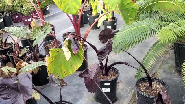 Shopping for Houseplants | Seaside Growers Nursery - San Juan Capistrano смотреть онлайн