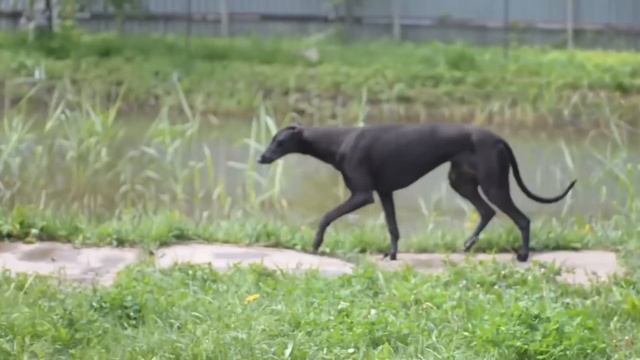 5 RAZAS DE PERROS para PRINCIPIANTES ✅ (¡La Última es la mejor!) смотреть онлайн