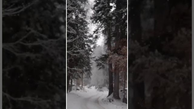 Ещё одна причина, почему я не праздную Рождество!!!!! смотреть онлайн