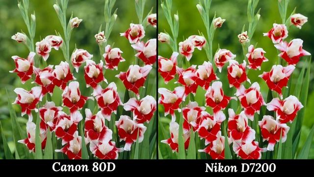 Canon EOS 80D VS Nikon D7200 DSLR Camera Comparison, DSLR Camera Review, Features, Overview смотреть онлайн