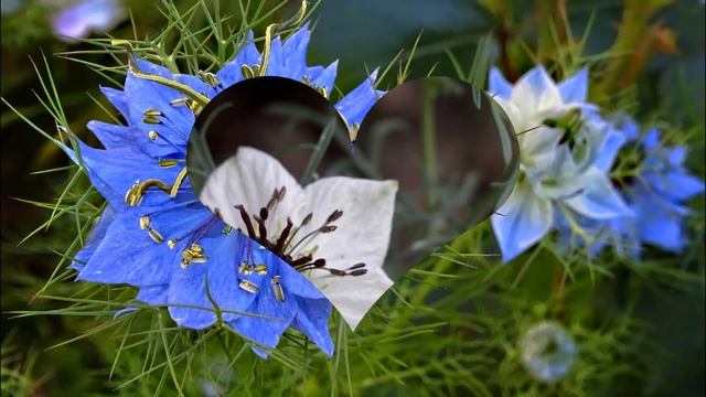 ЧЕРНУШКА, или НИГЕЛЛА (NIGELLA) сем. Лютиковые смотреть онлайн