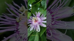 этапы развития маракуйи