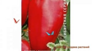 Перец сладкий Мустанг (mustang mustang) ? перец Мустанг обзор: как сажать семена перца Мустанг