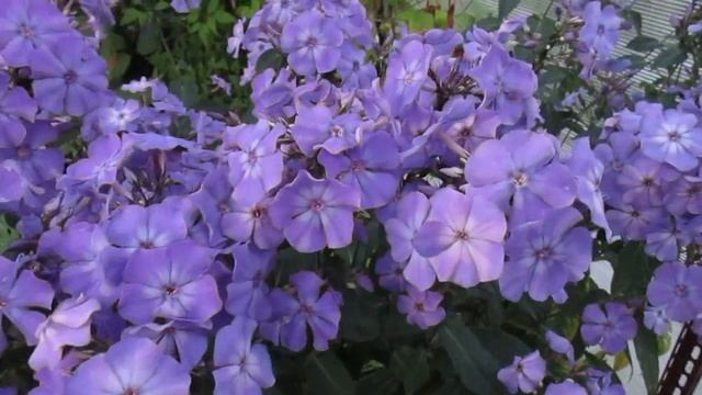 17 09 17г «Blue Paradise» мой любимый синий флокс смотреть онлайн