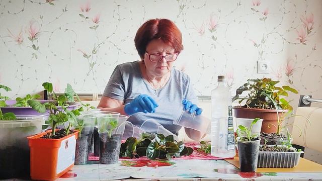 ЧЕРЕНКОВАНИЕ ПЕТУНИИ ЗАПОЗДАЛОЙ И ЕЩЁ КОЕ-ЧТО смотреть онлайн