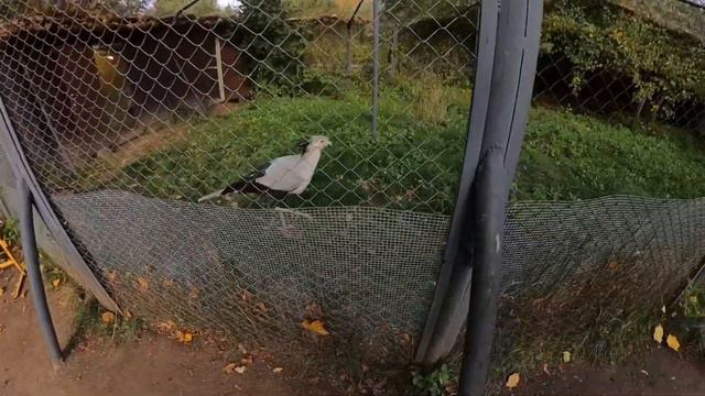 Московский зоопарк! Птица Секретарь! смотреть онлайн