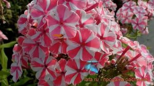 Флокс метельчатый Пепперминт Твист ? обзор: как сажать, рассада флокса Пепперминт Твист