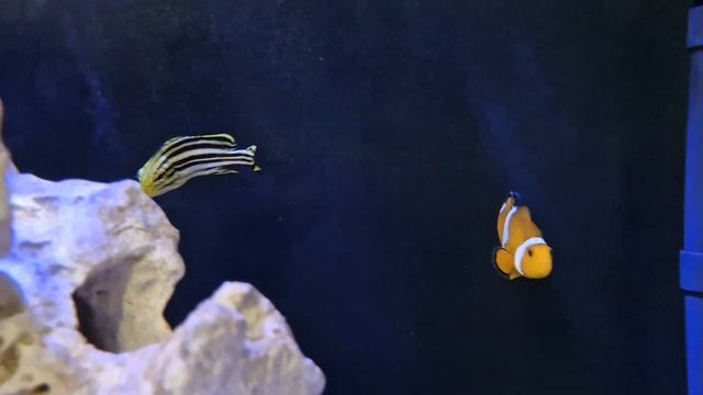 Сладкогуб полосатый,Plectorhinchus lineatus смотреть онлайн