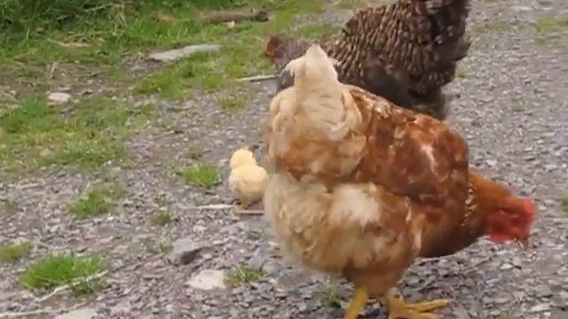 Chicken ninja action! смотреть онлайн