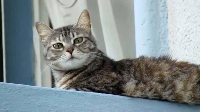 Наблюдение за котом 52/Watching the cat 52 смотреть онлайн