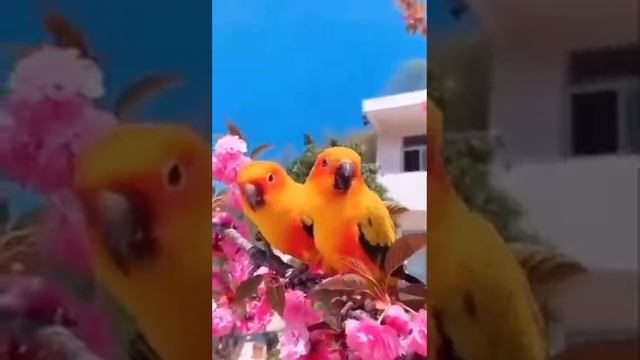 Beautiful Birds смотреть онлайн