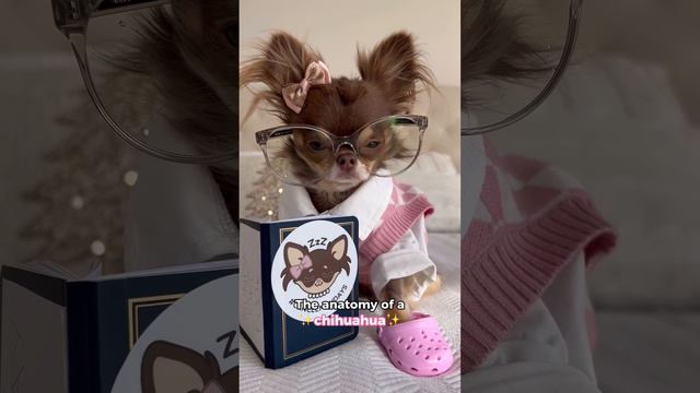 Chihuahua Puppy Compilation смотреть онлайн