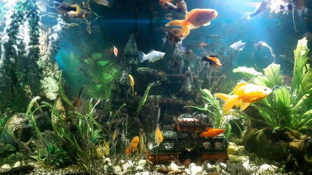 Голодные рыбки встречают после работы.🐟🦈🐠🐚20.09.23. смотреть онлайн