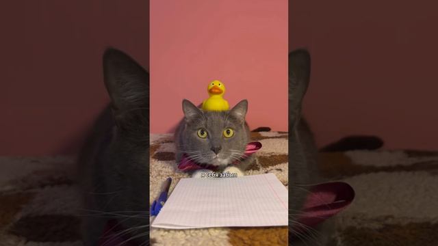 ЕСЛИ БЫ КОТИКИ ХОДИЛИ В ШКОЛУ - ЛИСТОЧЕК