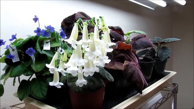 Smithiantha seedlings update (June 2013) смотреть онлайн