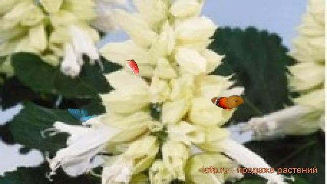 Сальвия обыкновенная Вайт ? обыкновенная сальвия Вайт обзор: как сажать, семена сальвии Вайт