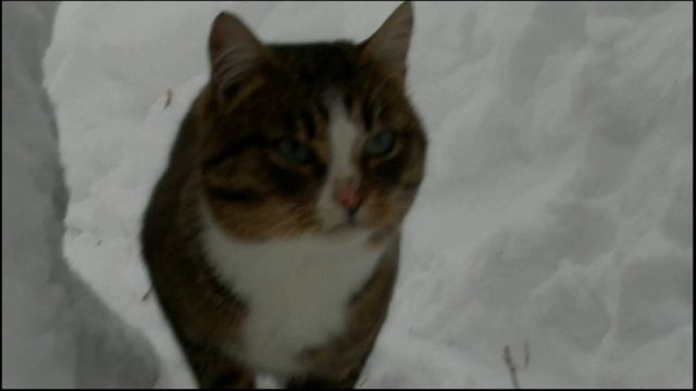 Время, проведенное с кошками, никогда не потрачено впустую смотреть онлайн