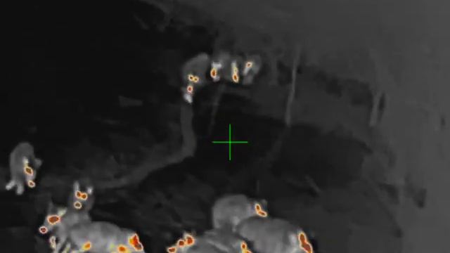 Кабаны пришли на подкормочную тепловизор InfiRay смотреть онлайн