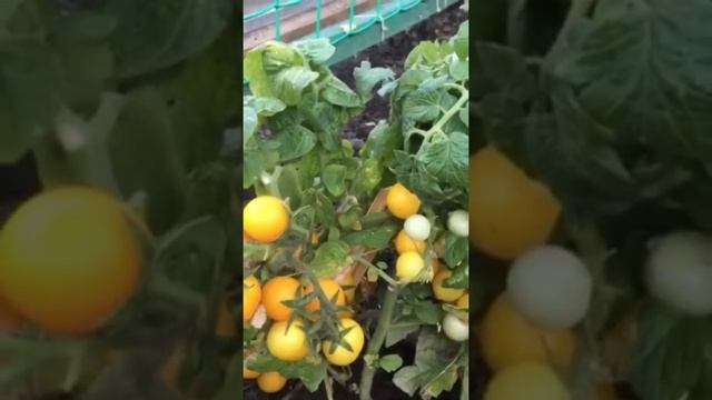 Видео от Таисии Георгиевны?Этот томат просто балконное чудо!?Томат Желтая Шапочка усыпан плодами)) смотреть онлайн