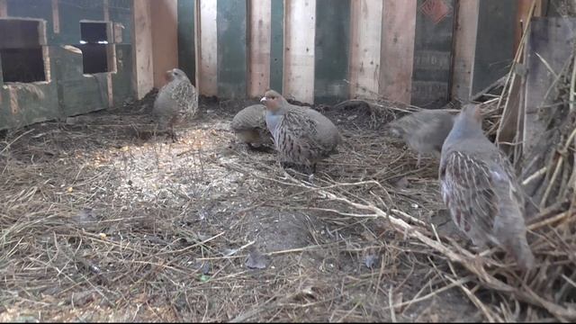 Заселяю куропаток в вольер сделанный из военных ящиков. Поймал стайку куропаток. Как сделать вольер смотреть онлайн