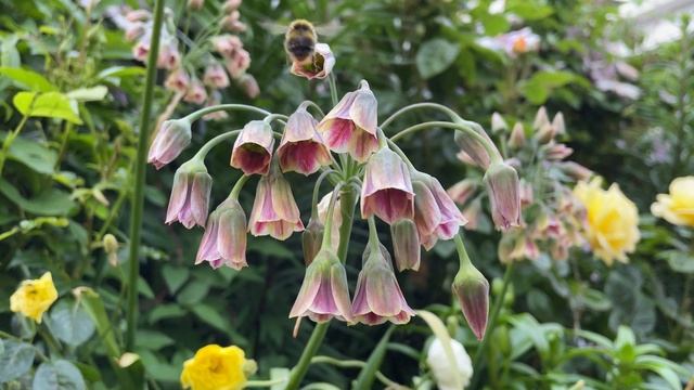 Bumblebee on some Nectaroscordum siculum смотреть онлайн