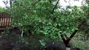 Вишня Чернокорка поврежденная Кислотным(Гербицидным) дождем