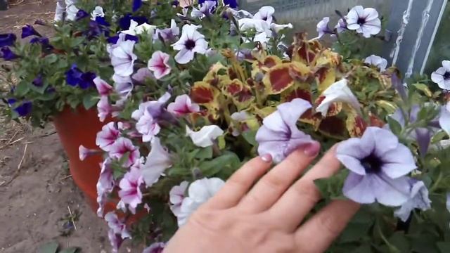 Тайдал Сильвер из своих семян!!! ???