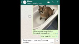 Реакция родителей на Шлёпу (Большой русский кот)