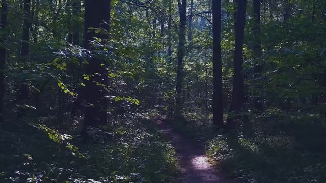 Расслабление: прогулка в лесу. Загадываем желание. Нидра. смотреть онлайн