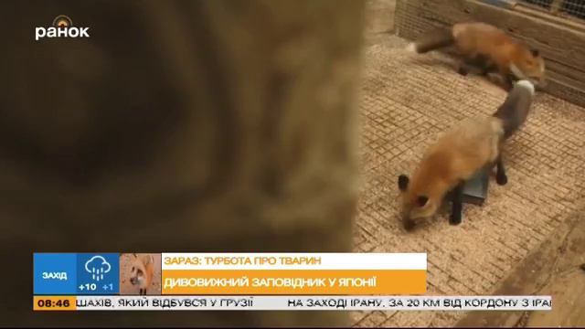 Путешествия: деревня лисиц в Японии смотреть онлайн
