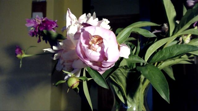 Распускается пион (Peony Timelapse)
