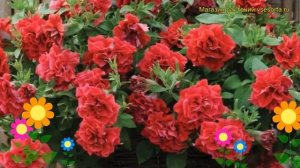 Петуния гибридная крупноцветковая Тумбелина Инга. Краткий обзор, описание petunia Tumbelina inga