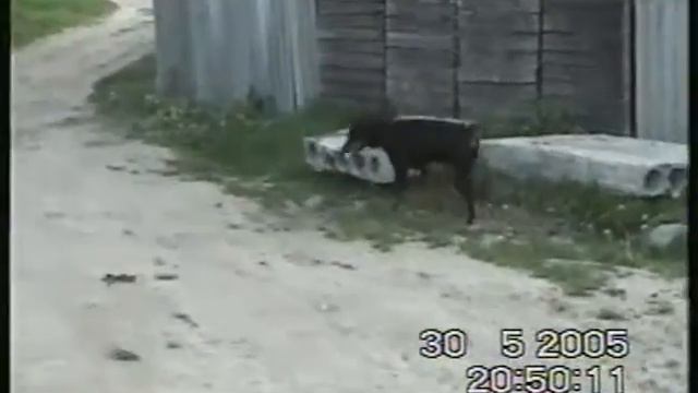 Ювинал Грифли (доберман) на рампе, Гродно, 30.05.2005. смотреть онлайн