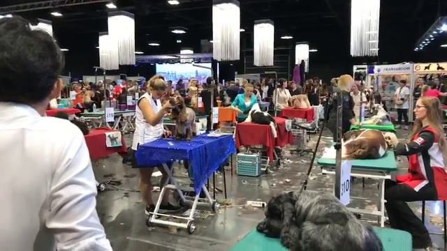 ГрумМания 2 спаниели и сеттеры смотреть онлайн