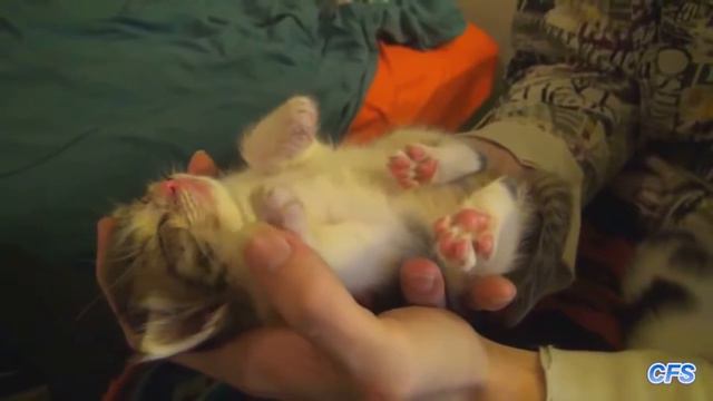 Забавные котята, собаки, цыплята и сурок! смотреть онлайн