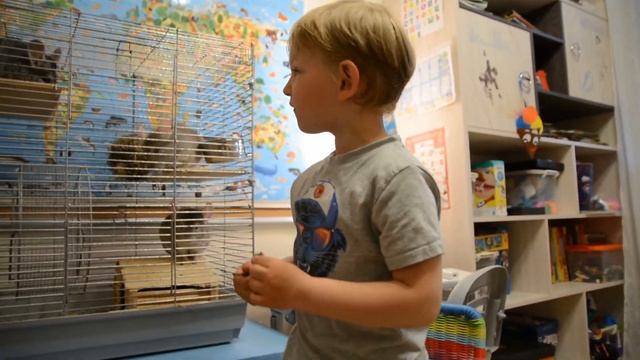 Шиншиллы дома! Купаем шиншилл! Chinchillas In The House! Bathing Chinchillas! Играем с шиншиллой!